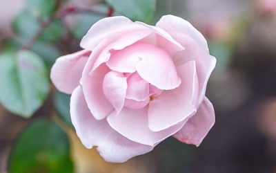 6 Oils to Heal a Broken Heart: Emotional Healing with Essential Oils This Spring