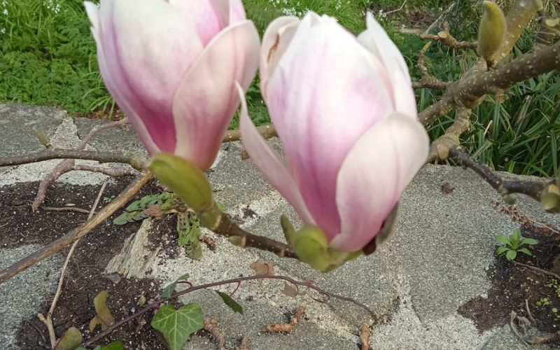 Spring: A Season to Reconnect Within