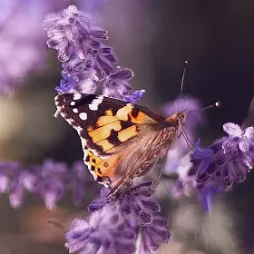 A butterfly resting on purple flowers