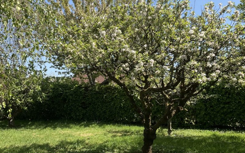 A Balm for the caregiver’s soul
