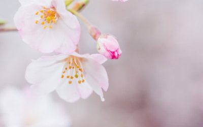 How to Attract Your Soulmate: Signs, Meaning and Spiritual Connection