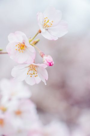 How to Attract Your Soulmate: Signs, Meaning and Spiritual Connection