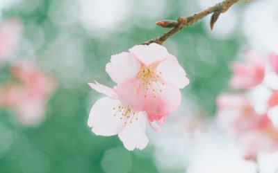 Finding Peace in Uncertain Times: Reflections for Spring 2026