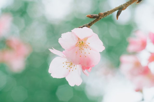 Finding Peace in Uncertain Times: Reflections for Spring 2026